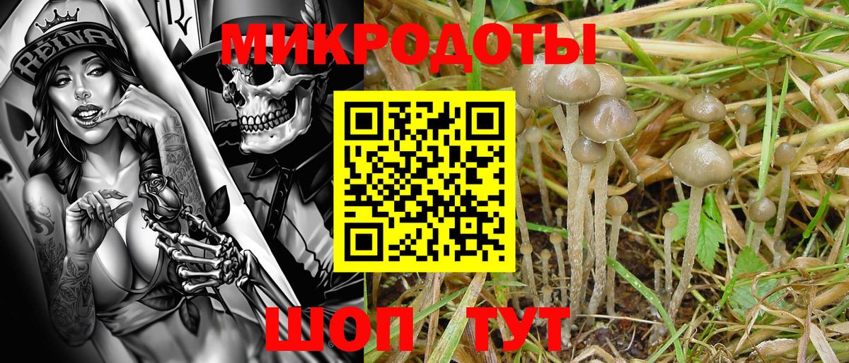 Псилоцибиновые грибы Psilocybine cubensis Ачинск
